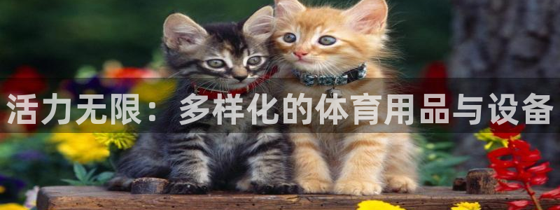 哈哈体育招商:活力无限:多样化的体育用品与设备